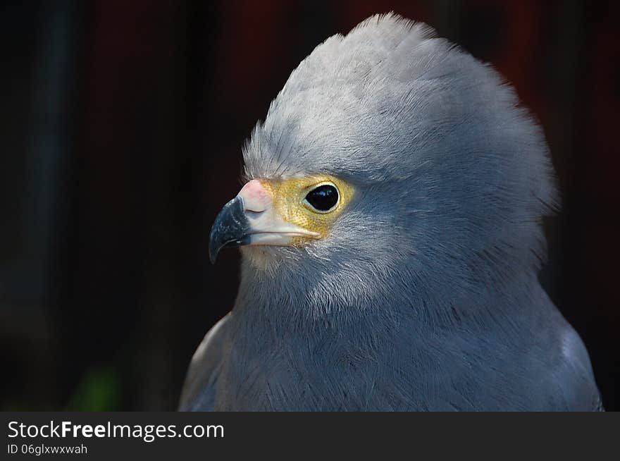 Gymnogene Or African Harrier-Hawk