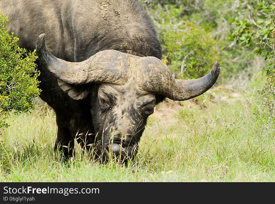 A Cape or African buffalo ( Syncerus caffer ) grazing at Addo Elephant National Park in South Africa. A Cape or African buffalo ( Syncerus caffer ) grazing at Addo Elephant National Park in South Africa.