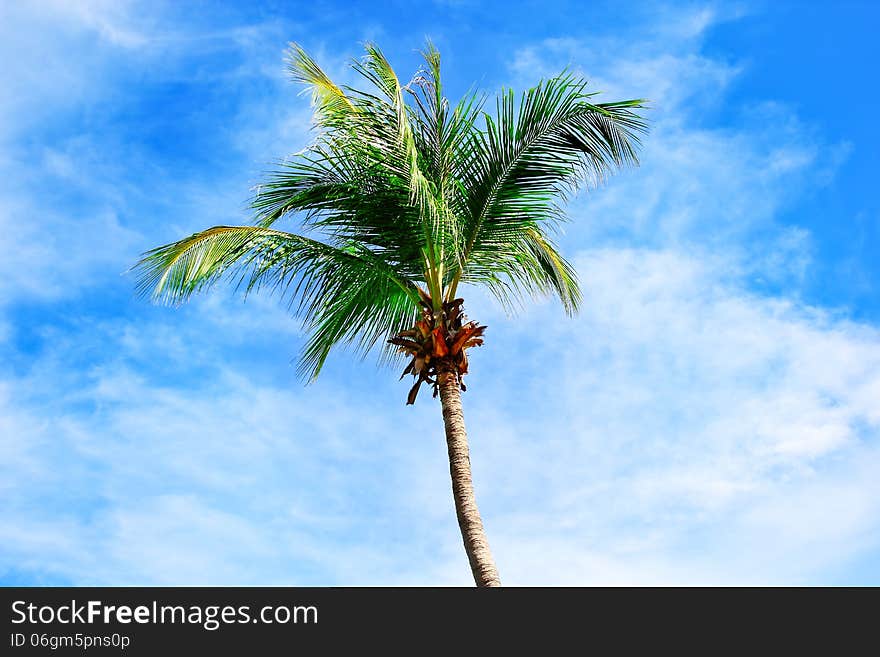 Beautiful coconut tree over blue sky