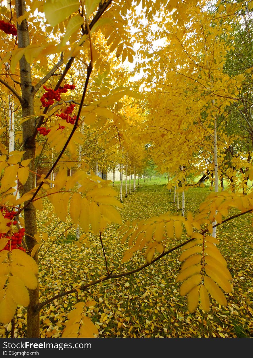 A framed view in a autumn park. A framed view in a autumn park