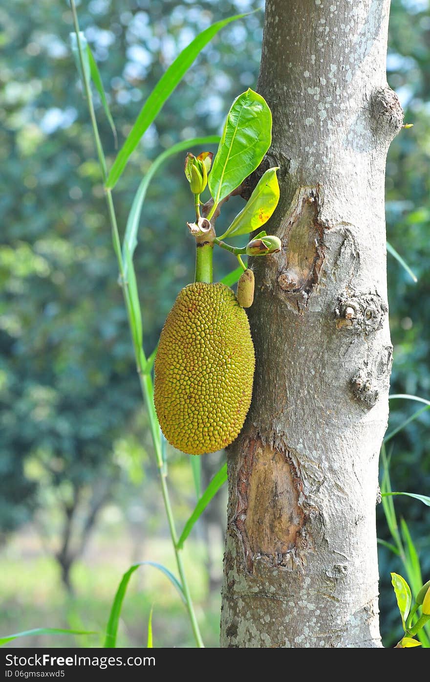 Durian growing in country park