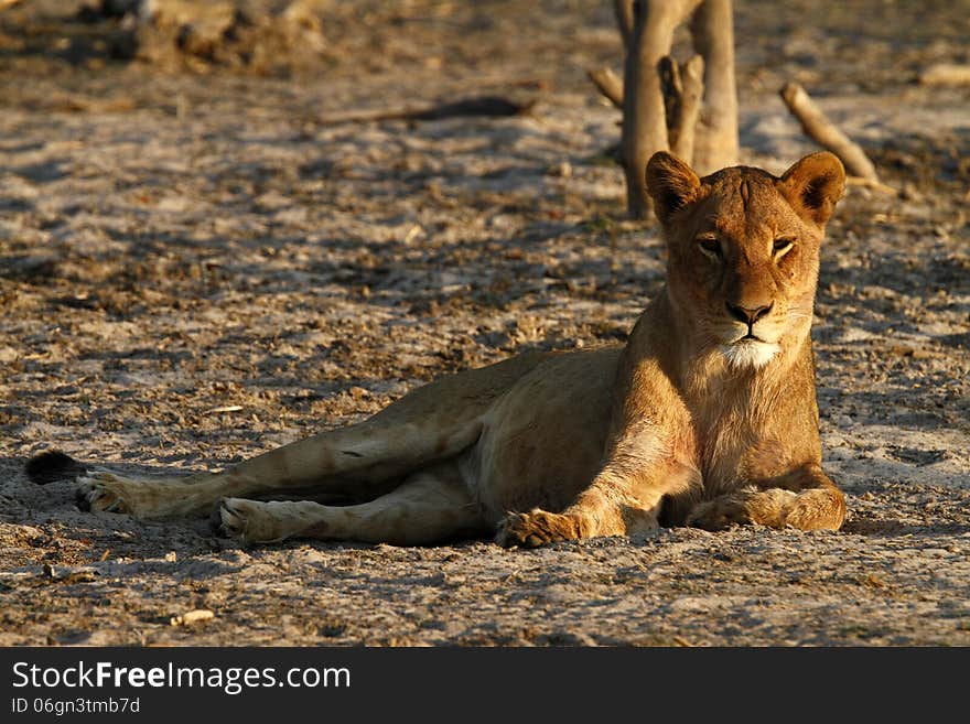 Pride of Africa The Regal Lion