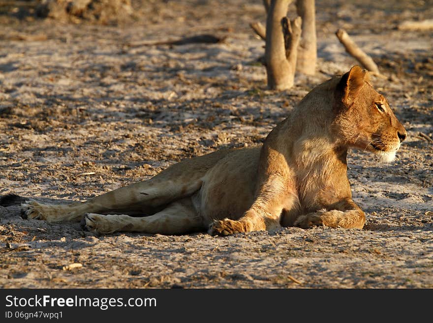 African Lioness Looking Right