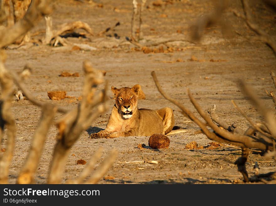 African lion resting in the cool light of dawn. African lion resting in the cool light of dawn.