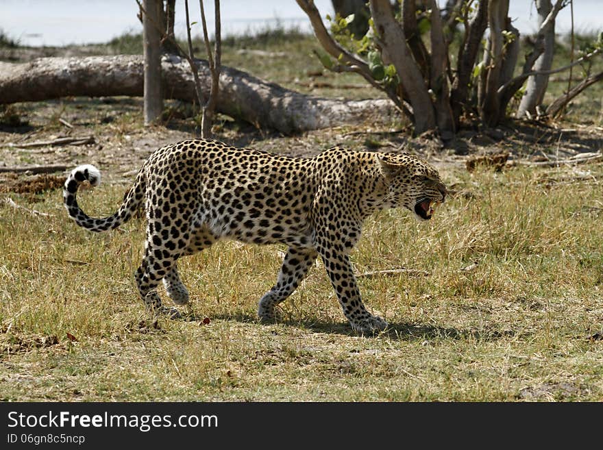 African Leopard Snarling