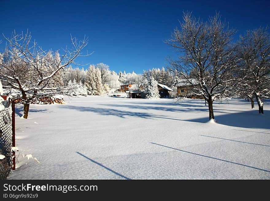 Snowy Garden