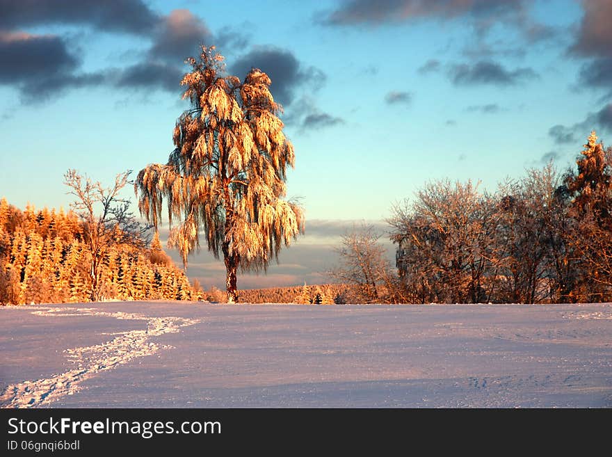 Birch coated in snow, birch in winter