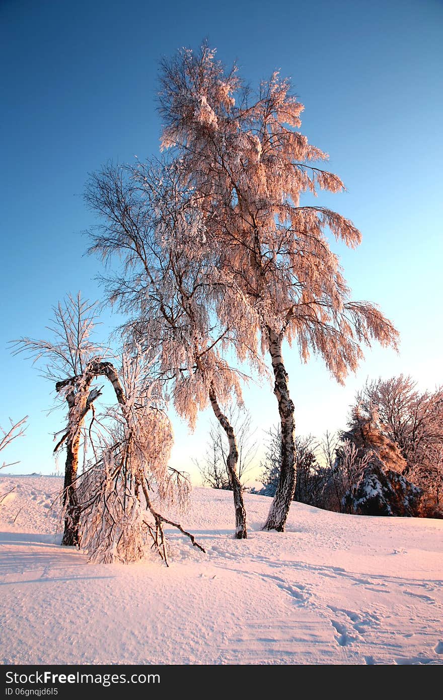 Birch and one broken in winter, birch trees in late winter day