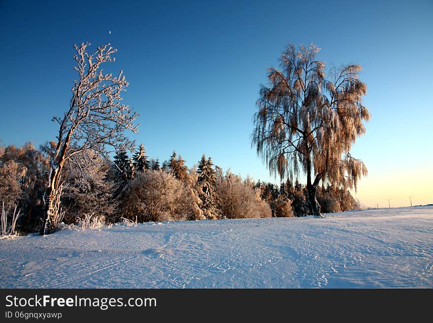 Birch tree in late winter day. Birch tree in late winter day