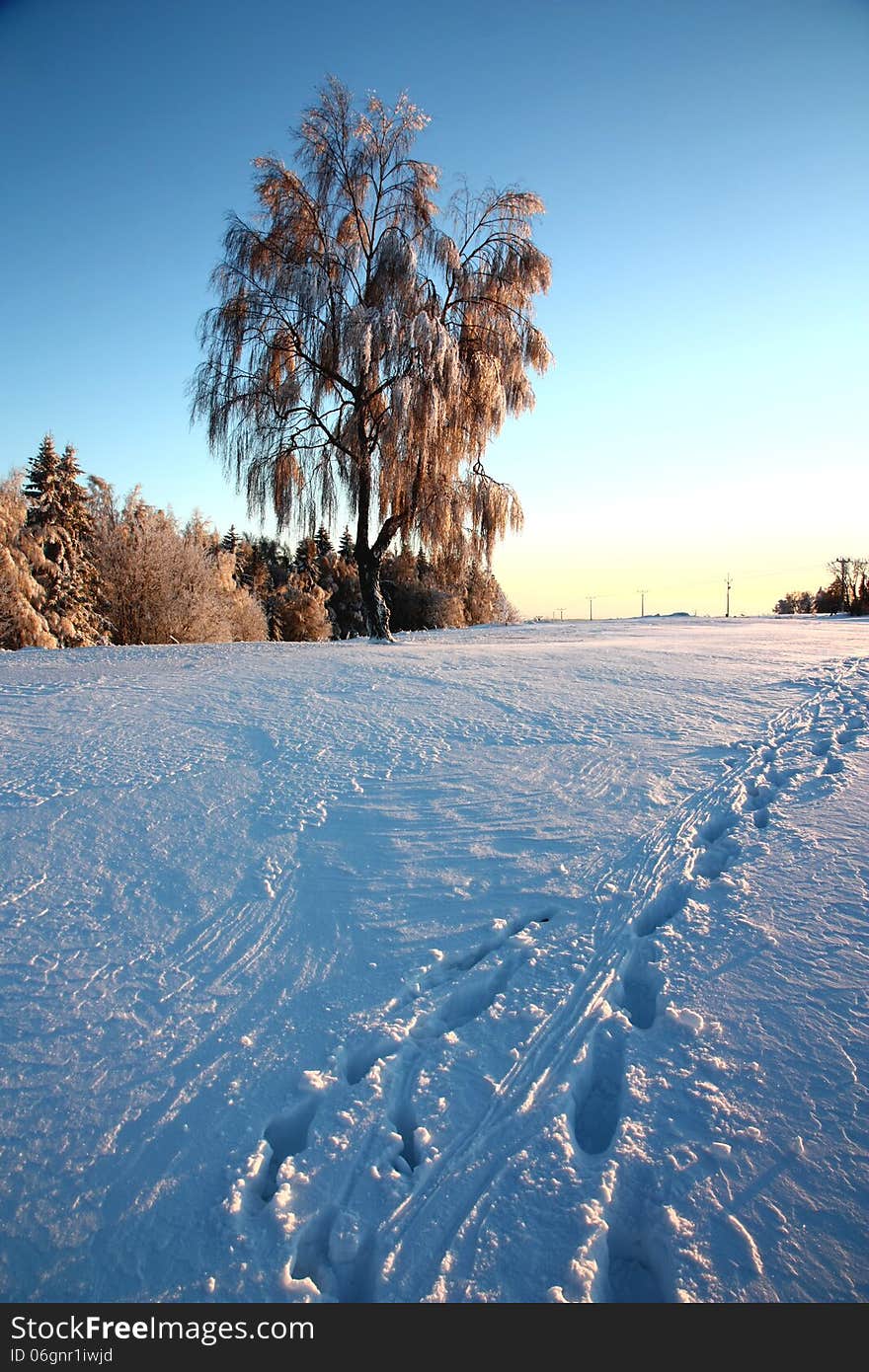 Birch trees in winter