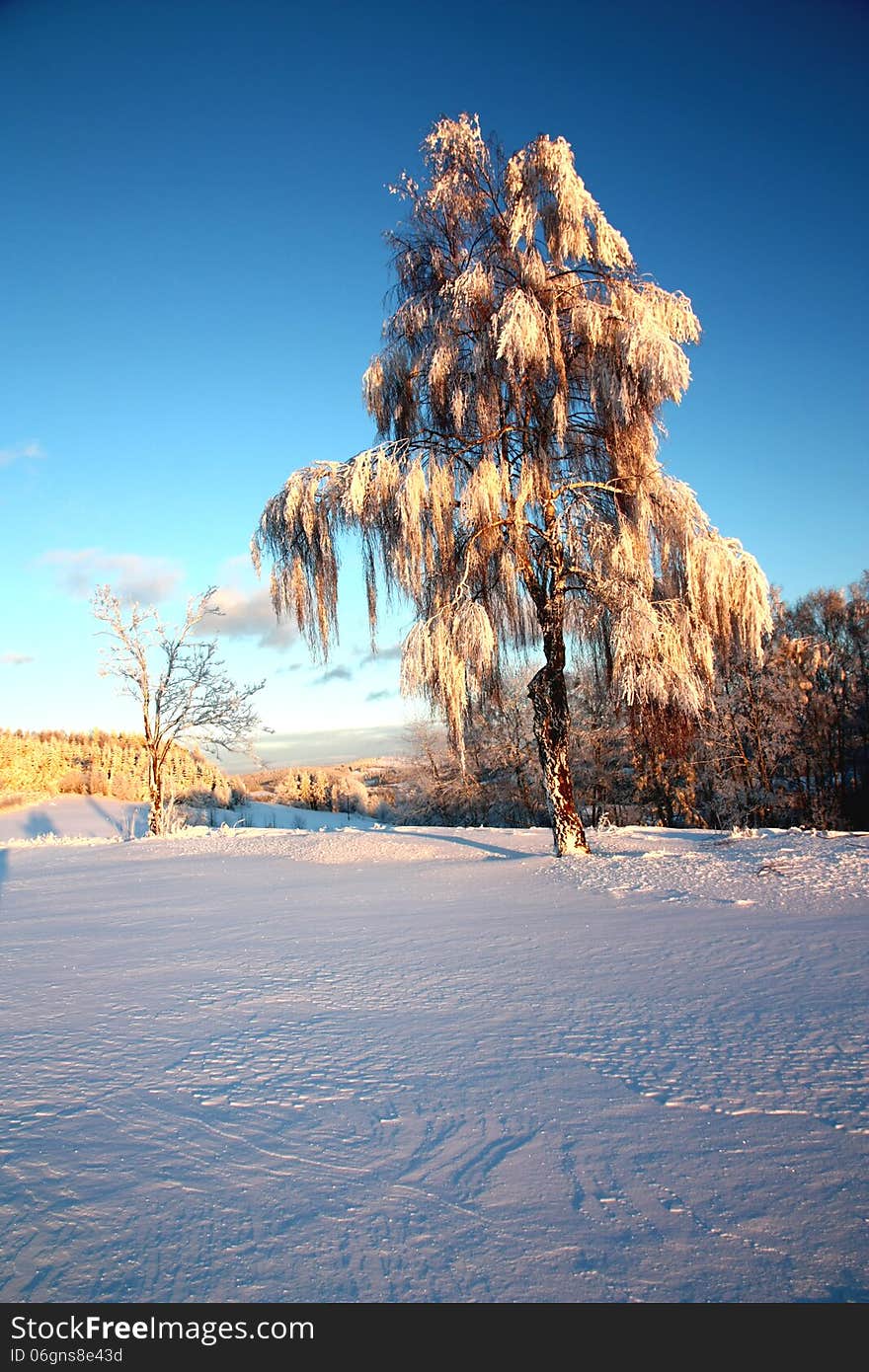 Birch Trees In Winter