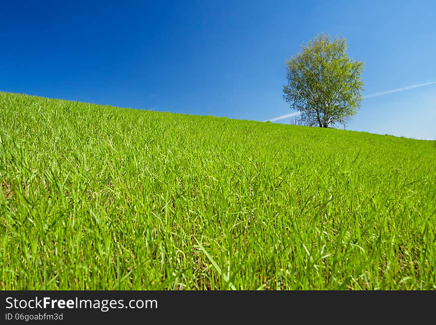 Beautiful spring landscape with a lonely tree in the field