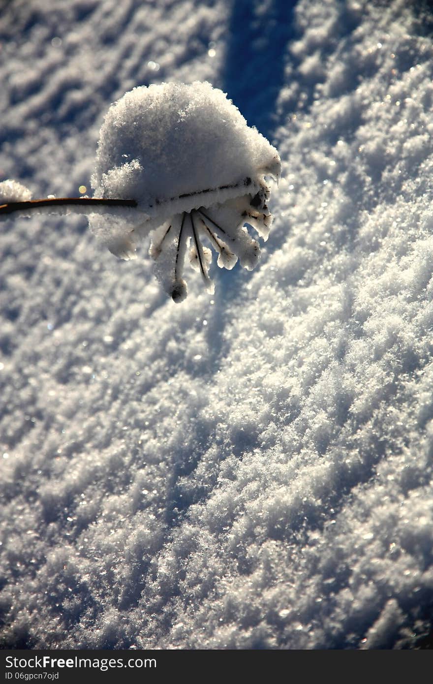 Cap of snow on flower plants. Cap of snow on flower plants