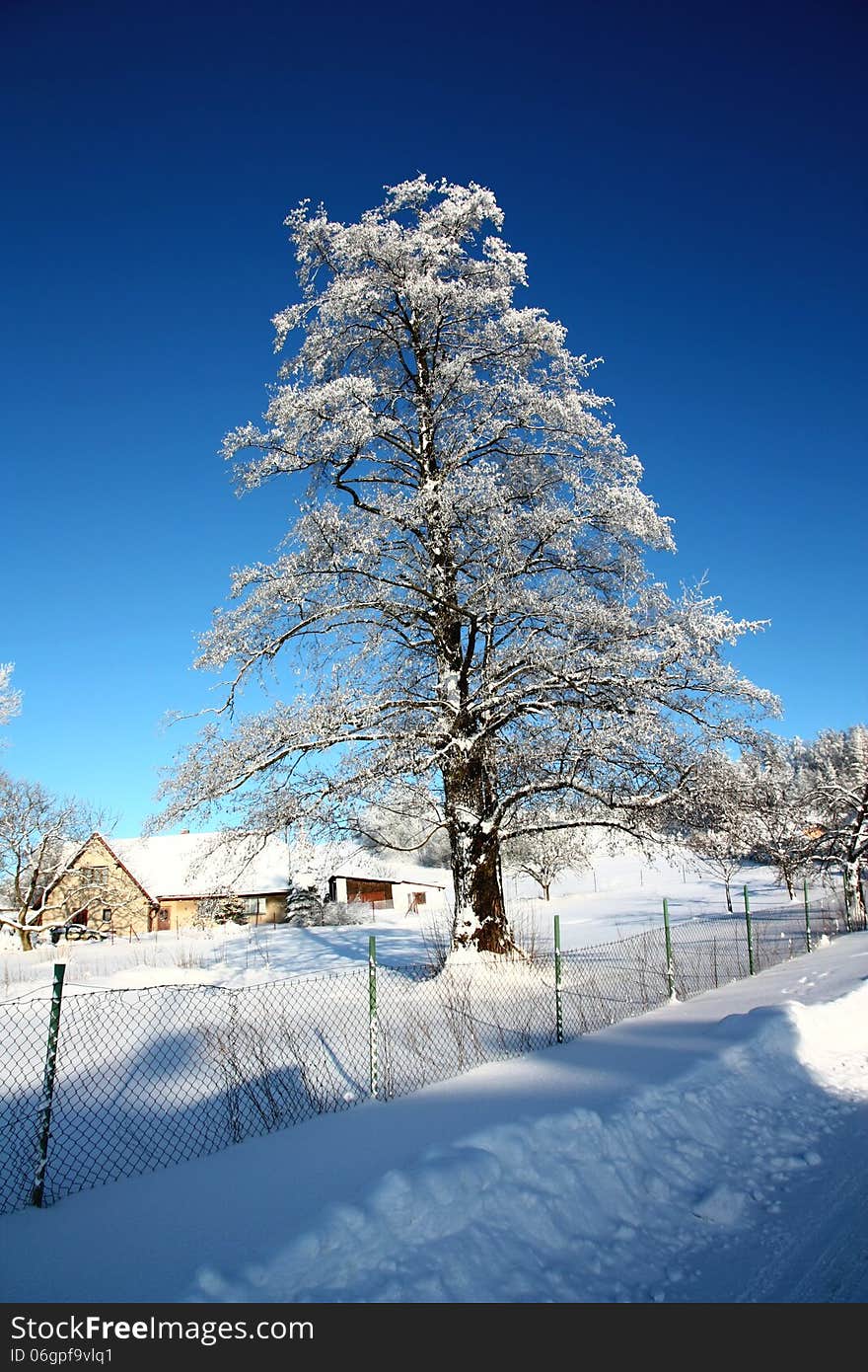 Snowy tree