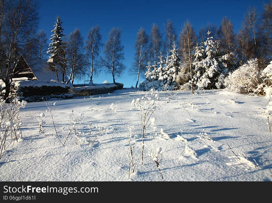 Snowy garden