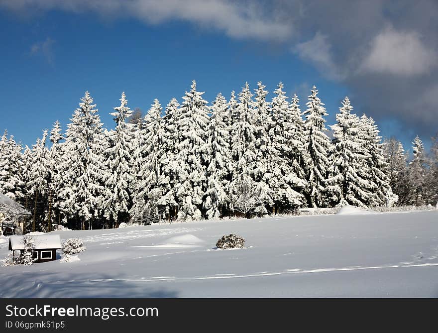 Spruce trees covered in snow