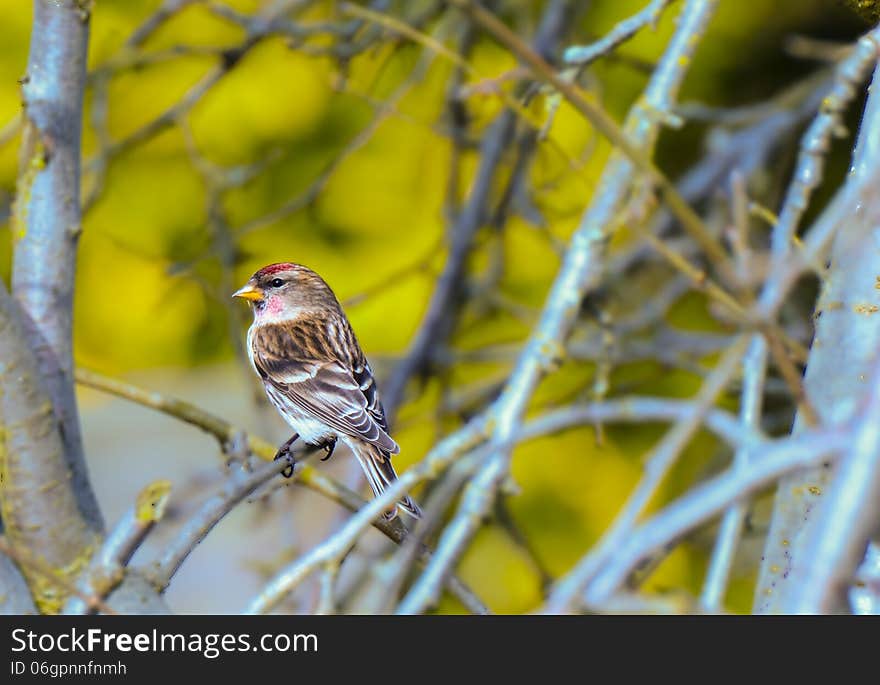 Lesser Redpoll