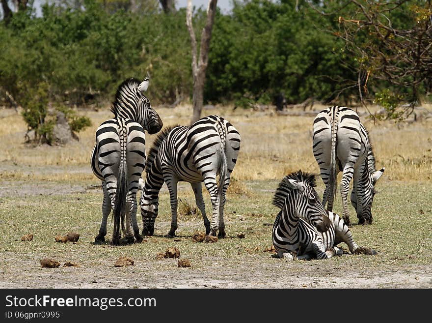 Herd of Burchells Zebra