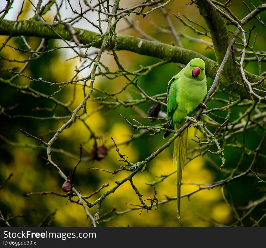 Ring Necked Parakeet