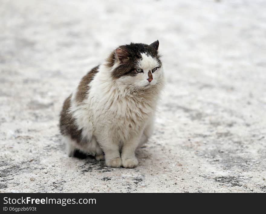 Huge Cat In The Park