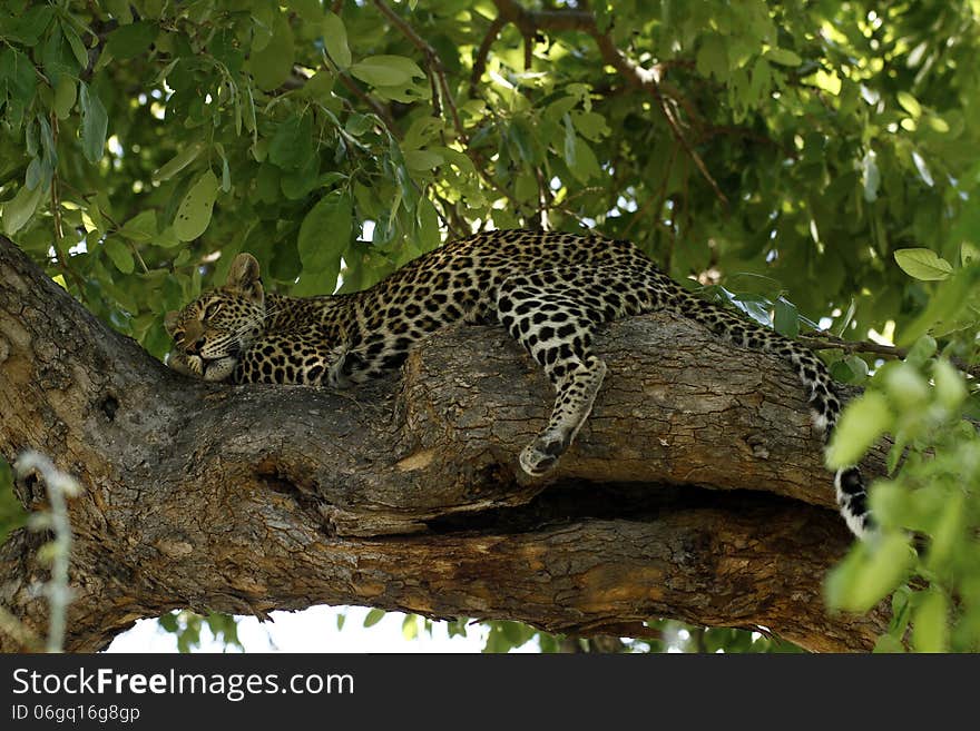 Leopards are at home on a tree limb in the shade, resting in the heat of the day. Leopards are at home on a tree limb in the shade, resting in the heat of the day