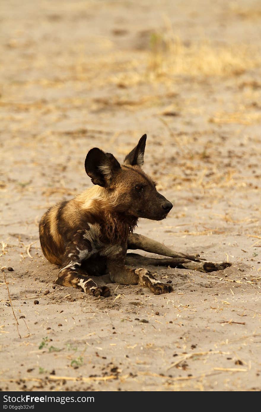 African Wild Dog Resting