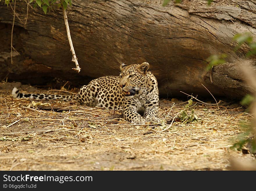 Panthera Pardus is the latin name for the African Leopard. Panthera Pardus is the latin name for the African Leopard