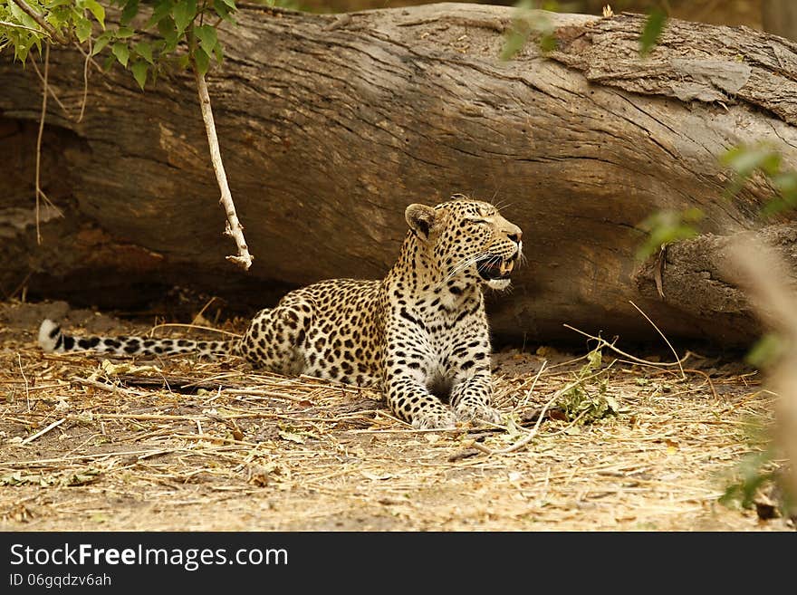 Shady Leopard