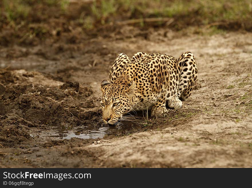 Okovango Delta has nearly dried up this time of year, animals drink where they can find any water. Okovango Delta has nearly dried up this time of year, animals drink where they can find any water