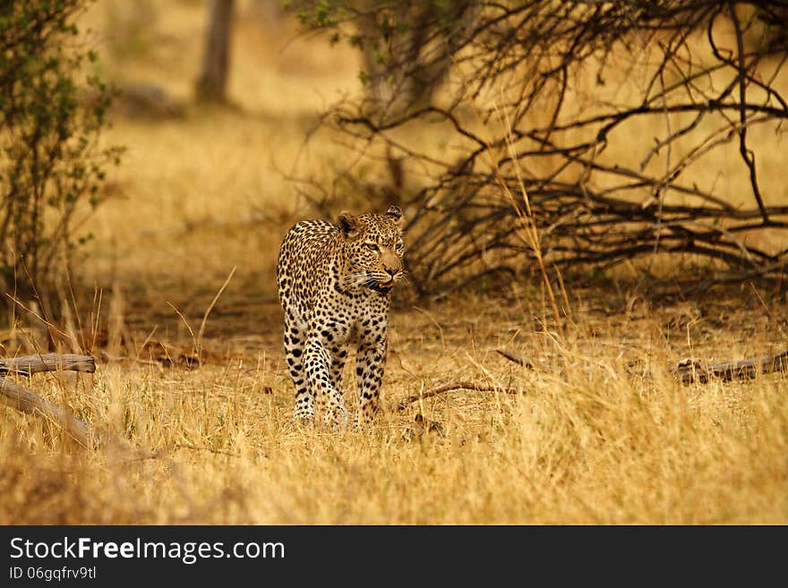 The African leopard, one of the four big cats of the world. The African leopard, one of the four big cats of the world.