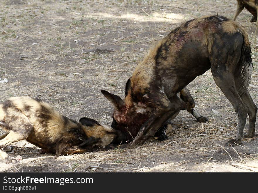 African wild dog puppies dive in to eat as the adult regurgitates the meat for them. African wild dog puppies dive in to eat as the adult regurgitates the meat for them