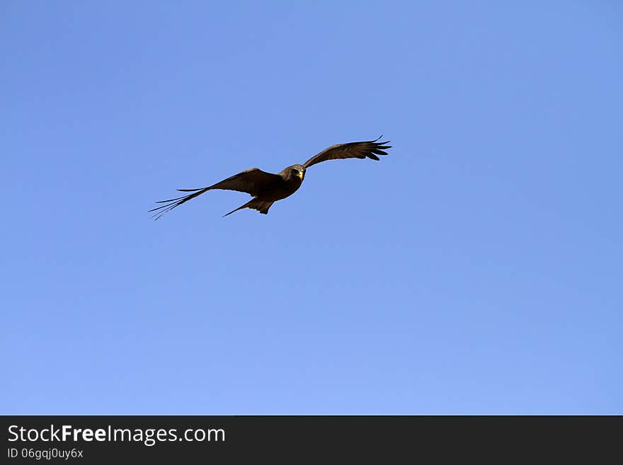 Yellow-billed Kite Flying