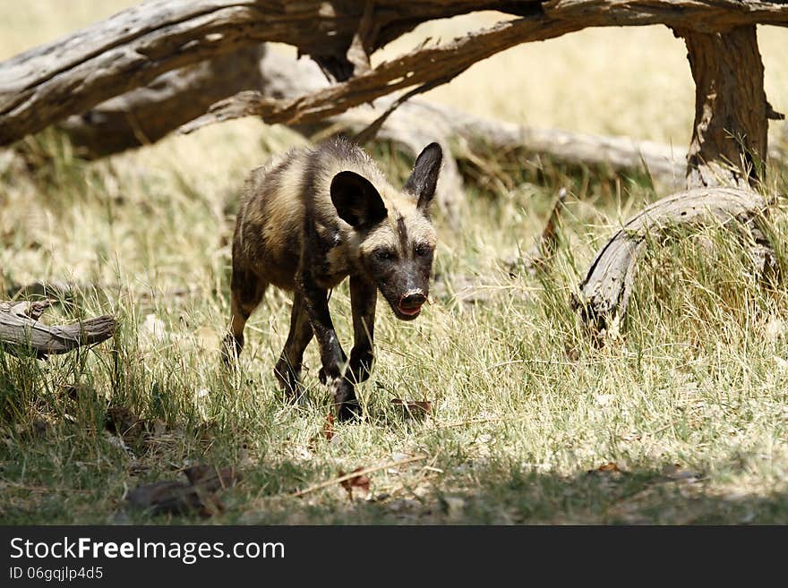 African wild dogs move very fast when hunting, which can be an exhilarating sight when on safari. African wild dogs move very fast when hunting, which can be an exhilarating sight when on safari