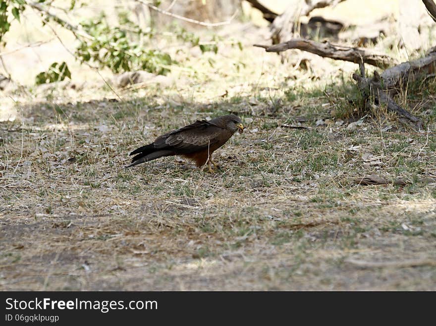 Yellow-billed Kite Scavenger