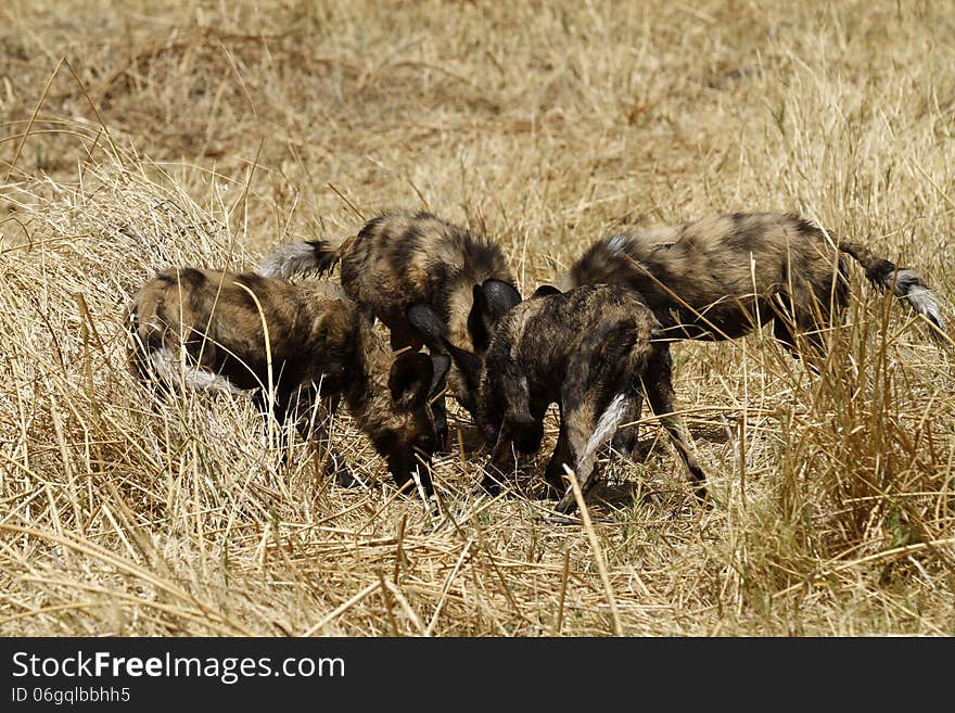 African Wild Dog Pack Feeding