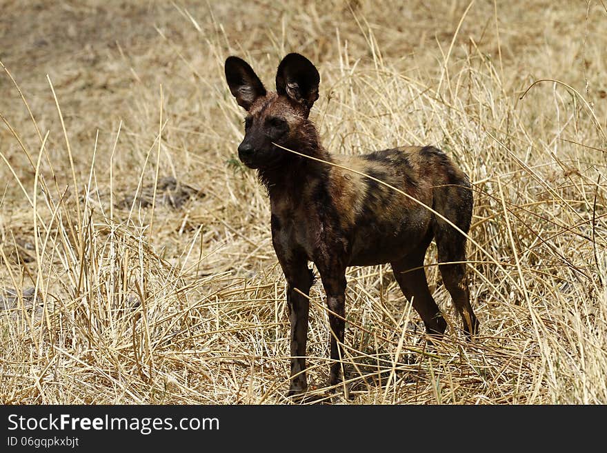 Superb Specimen of an African Wild Dog