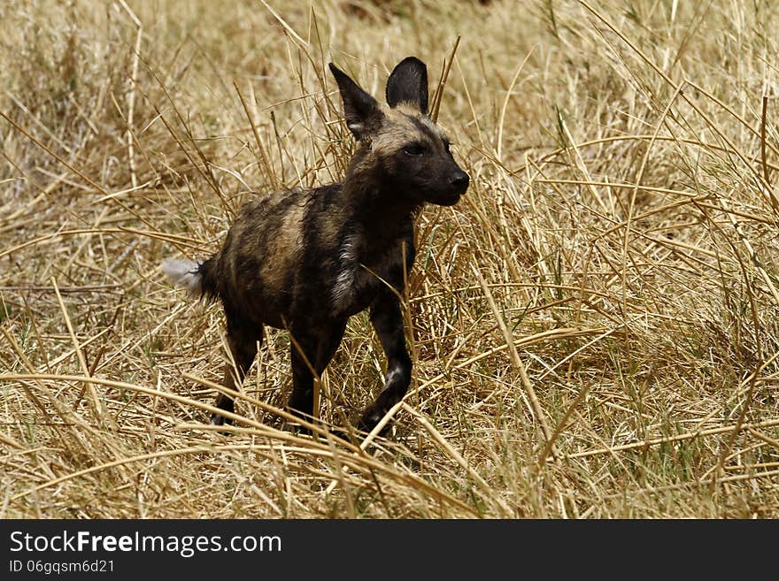 Hunting African Wild Dog