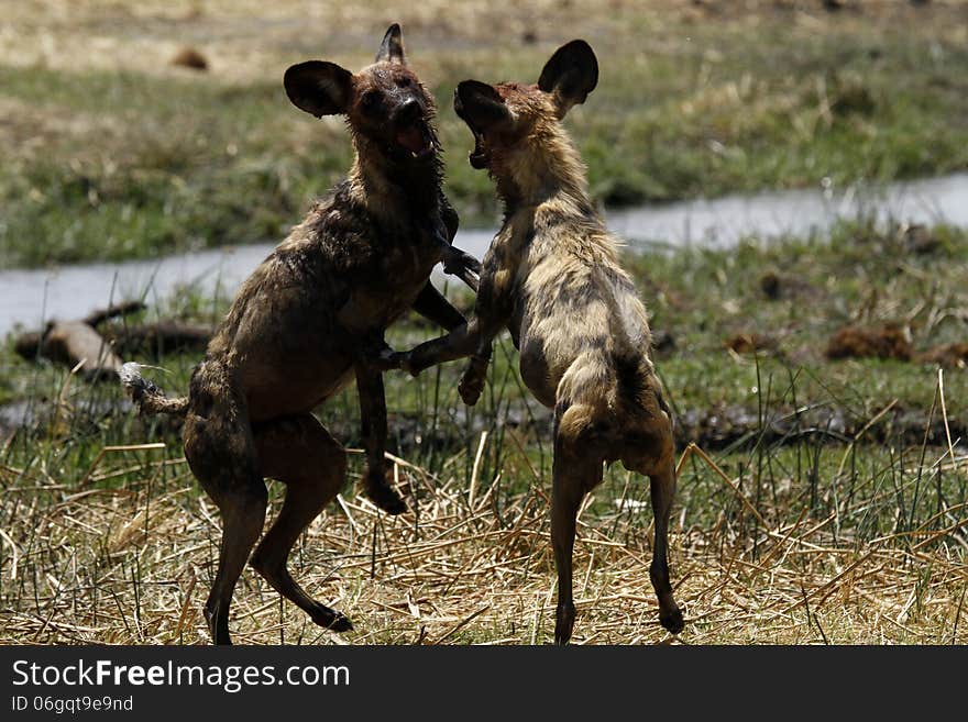 African Wild Dogs Playing