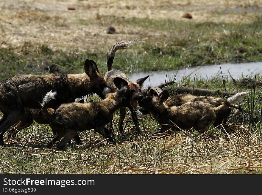 African Wild Dog Puppies Feed Time