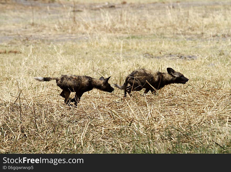 African wild dogs differ from domestic dogs in only having four toes on each foot, less to get injured. African wild dogs differ from domestic dogs in only having four toes on each foot, less to get injured.