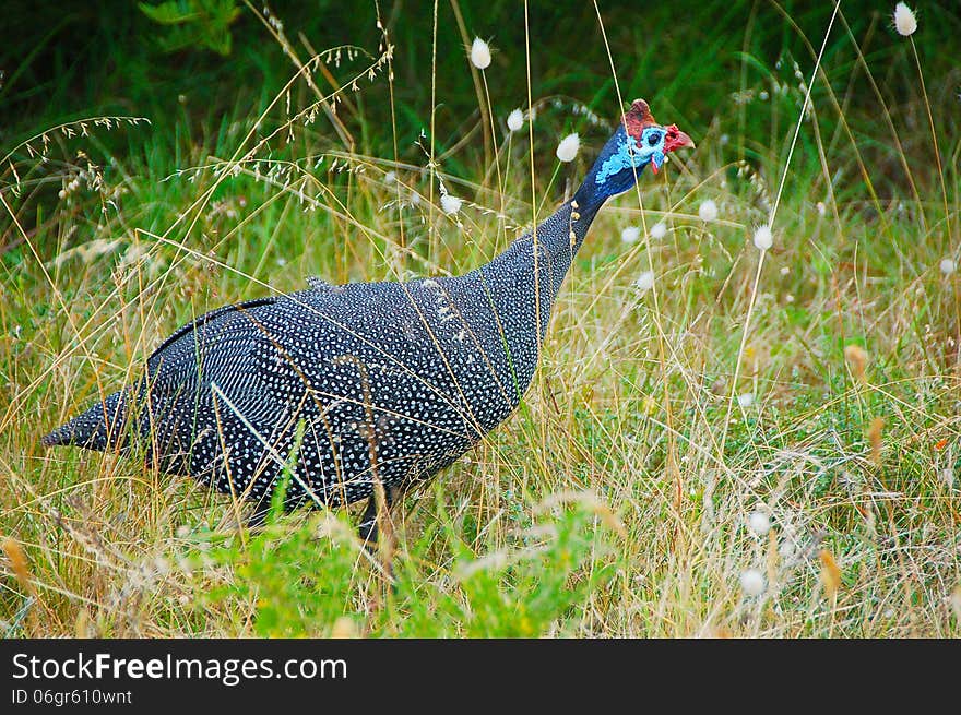 Guineafowl bird