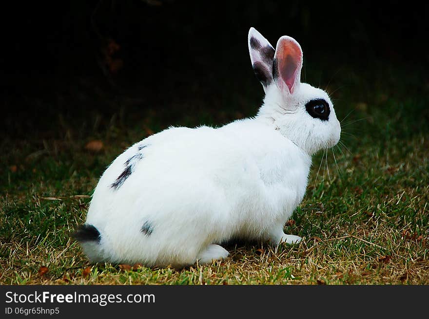 A white bunny rabbit with black patch over its eyes and a few black spots on its fur.