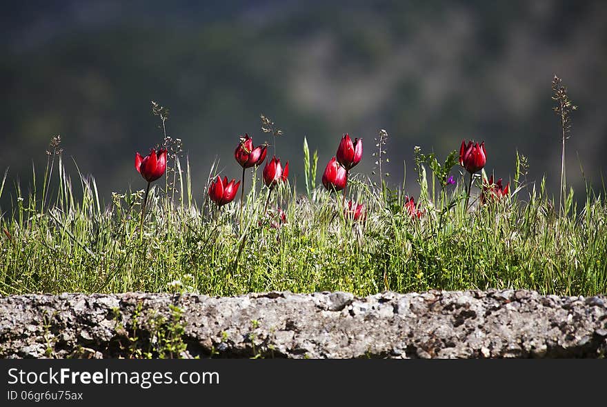 Red Tulips