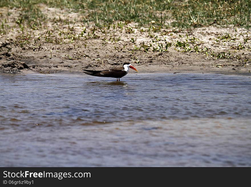 The African Skimmer is a near-threatened species found along rivers, lakes & lagoons in Sub-Saharan Africa