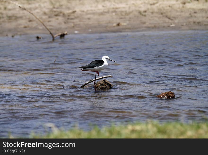 Black-winged Stilt