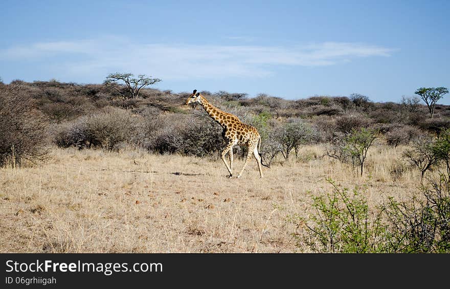 Giraffe in the wild nature