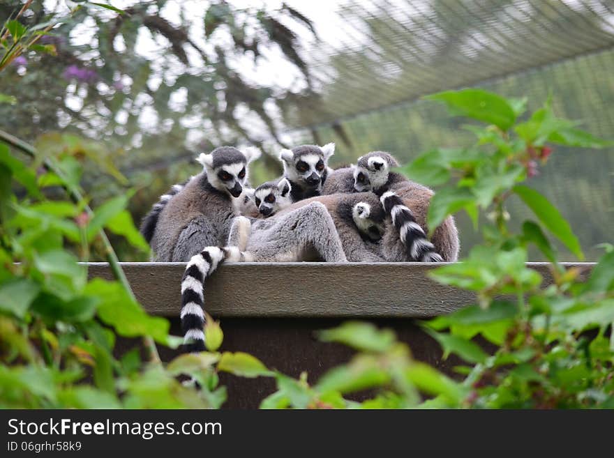 Bunch of ring-tailed lemurs cuddling. Bunch of ring-tailed lemurs cuddling