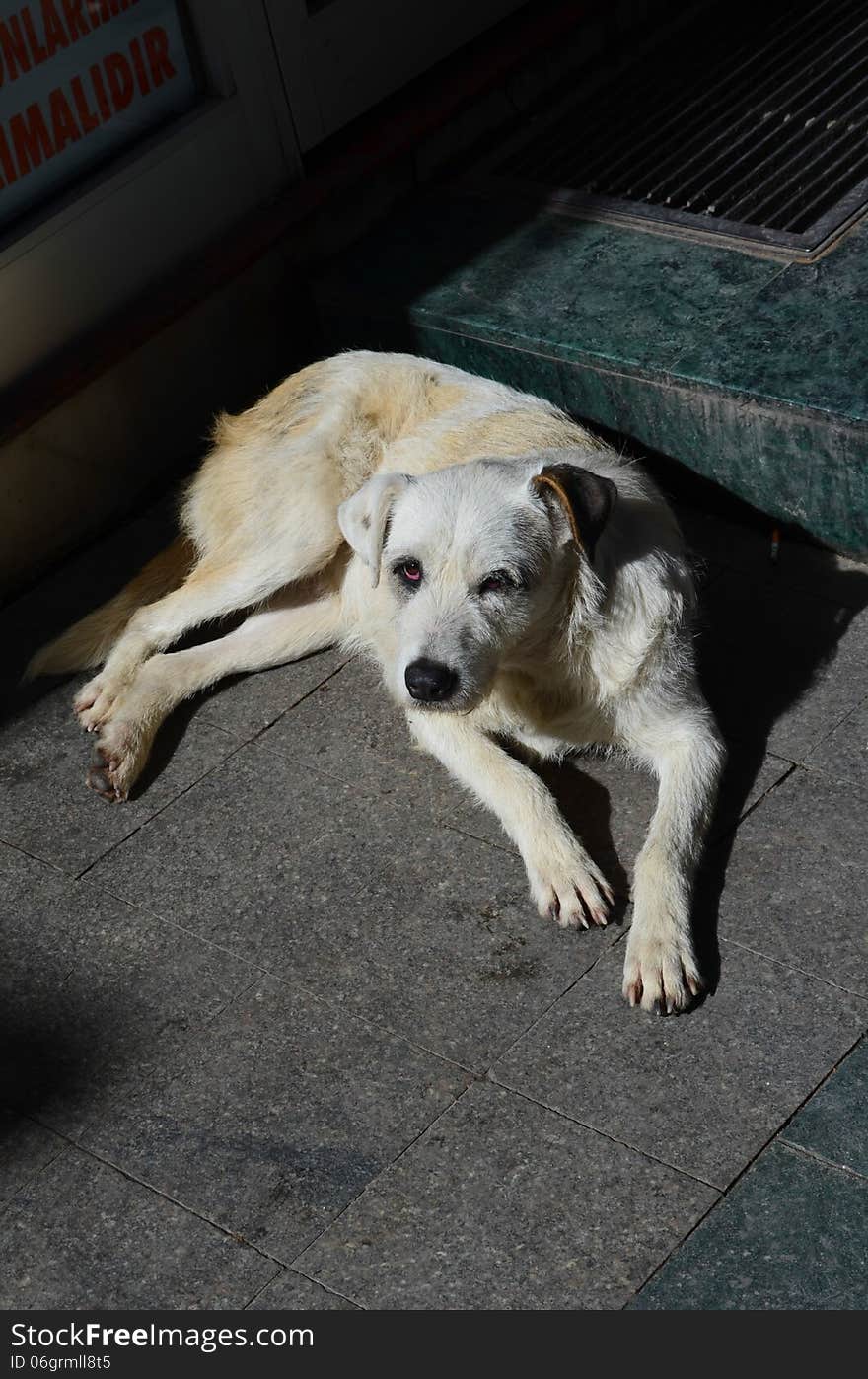 Stray dog with a blue punched eye. Stray dog with a blue punched eye