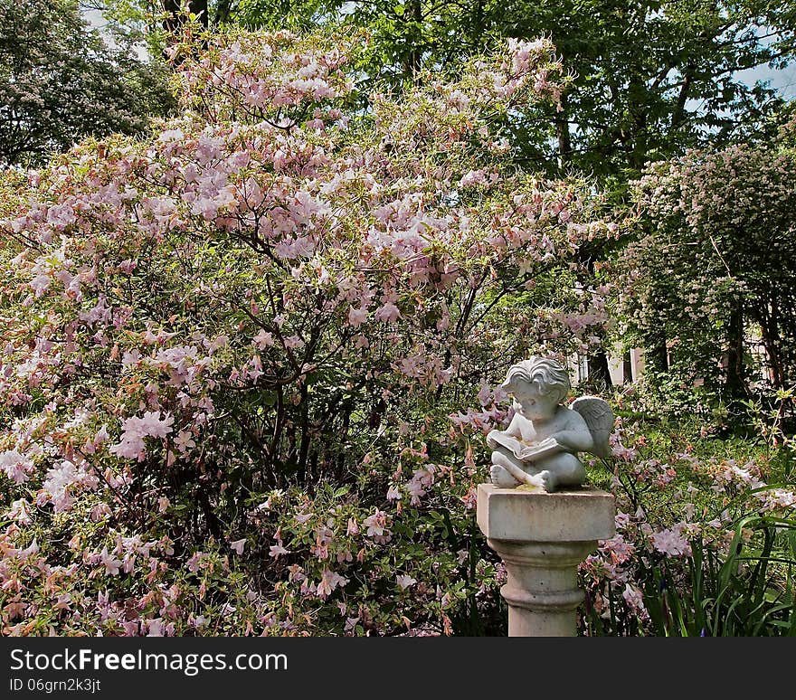 Colorful pink blooming bush and cherub statue garden decorations. Colorful pink blooming bush and cherub statue garden decorations.