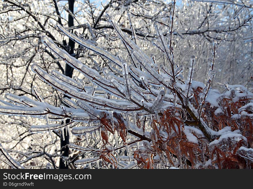 Winter Branch